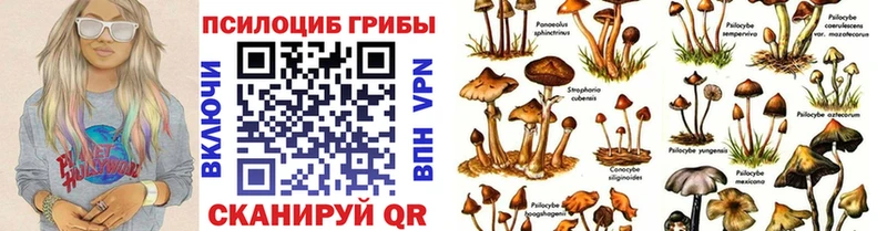 Псилоцибиновые грибы Psilocybine cubensis Приозерск